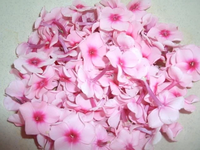 Rezept: kandierte Phloxblüten Bild Nr. 3 kandierte Phloxblüten - Rezept - Bild Nr. 3