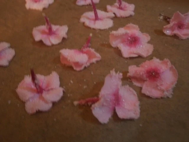 Rezept: kandierte Phloxblüten kandierte Phloxblüten - Rezept