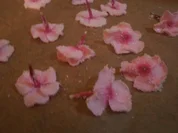 kandierte Phloxblüten - Rezept