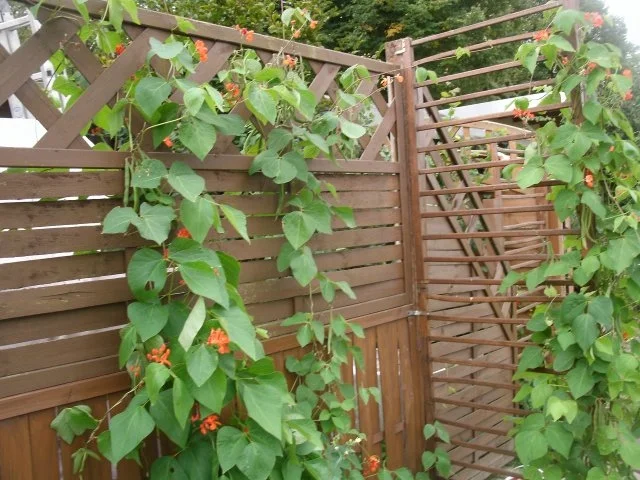 Junge Prunkbohnen zu heller Soße - Rezept - Bild Nr. 2