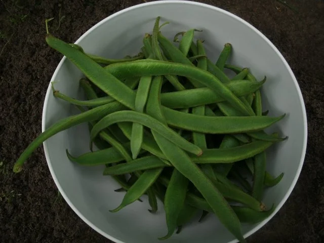 Junge Prunkbohnen zu heller Soße - Rezept - Bild Nr. 4
