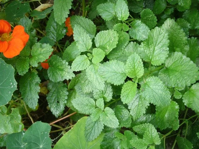 Rezept: Süßes Melissepesto mit Macadamianüssen und Blütensirup Bild Nr. 2 Süßes Melissepesto mit Macadamianüssen und Blütensirup - Rezept - Bild Nr. 2