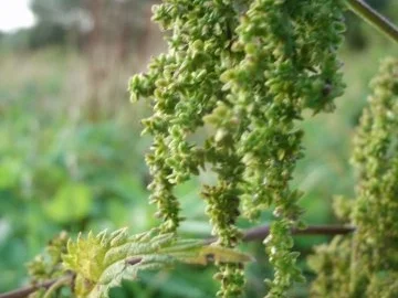 Brennesselsamen- Croutons - Rezept