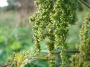 Brennesselsamen- Croutons - Rezept