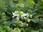 Kräuterzucker Basilikumblüten - Rezept