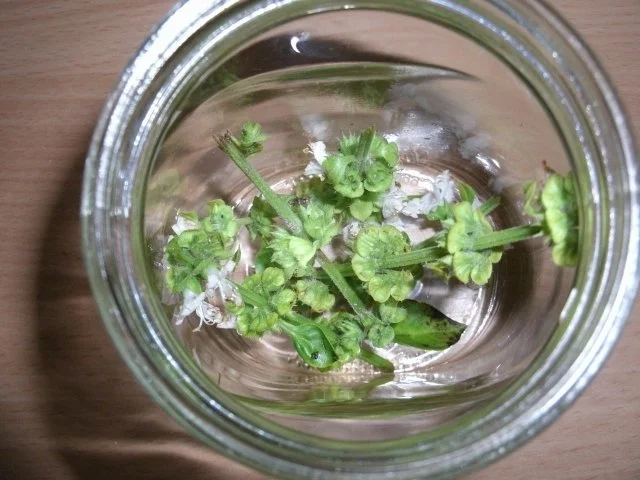 Rezept: Kräuterzucker Basilikumblüten Bild Nr. 2 Kräuterzucker Basilikumblüten - Rezept - Bild Nr. 2