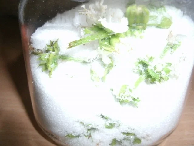 Rezept: Kräuterzucker Basilikumblüten Bild Nr. 3 Kräuterzucker Basilikumblüten - Rezept - Bild Nr. 3