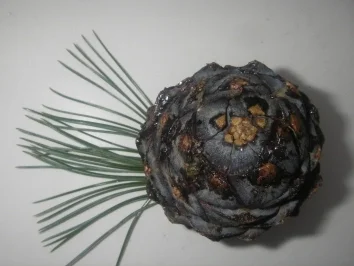 A:  Zirbenschnaps - Rezept