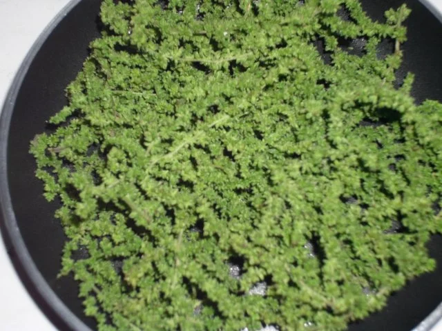 Hackfleischsauerkraut-Pastete - Rezept - Bild Nr. 2