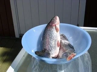 Tymianforellen - Rezept - Bild Nr. 2