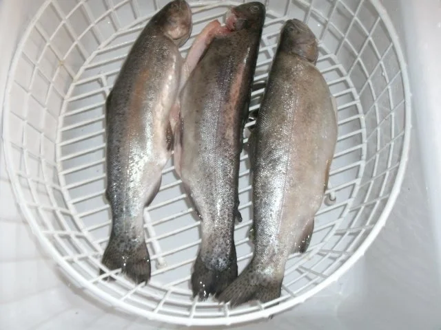 Forellen auf buntem Kräuter-Gemüsereis - Rezept - Bild Nr. 2