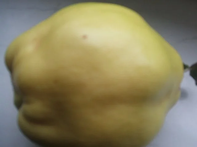 Rezept: Quitten-Gelee ein Hochgenuß Bild Nr. 2 Quitten-Gelee ein Hochgenuß - Rezept - Bild Nr. 2