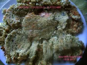 ZUCCHINI  -  COUSCOUS  -  PLÄTZCHEN - Rezept