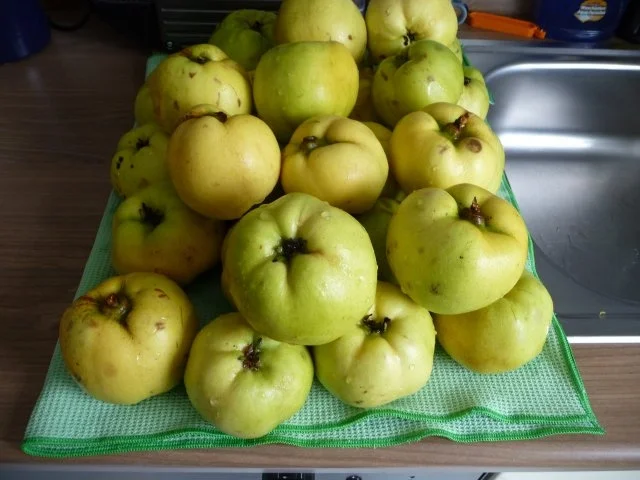 Marmelade : Quittengelee 2011 - Rezept - Bild Nr. 4