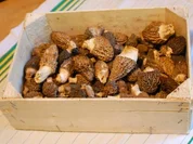 Rezept: BLรTTERTEIGFEUILLETE MIT GRรNEM UND WEISSEM SPARGEL, MORCHELN UND SAUTIERTEN KALBSMILKEN BLรTTERTEIGFEUILLETE MIT GRรNEM UND WEISSEM SPARGEL, MORCHELN UND SAUTIERTEN KALBSMILKEN - Rezept