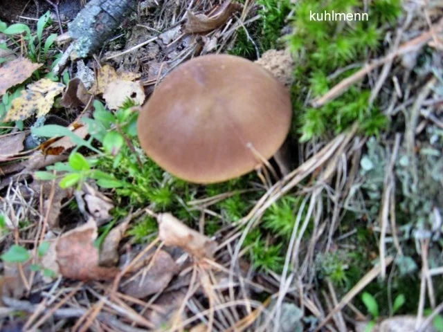 Waldpilzpfanne - Rezept - Bild Nr. 2