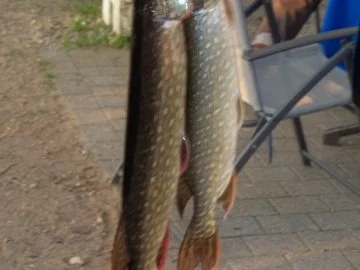 Fangfrischer Hecht in Folie gegrillt - Rezept - Bild Nr. 2