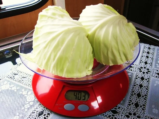 Rezept: Kümmelkraut ... Bild Nr. 3 Kümmelkraut ... - Rezept - Bild Nr. 3