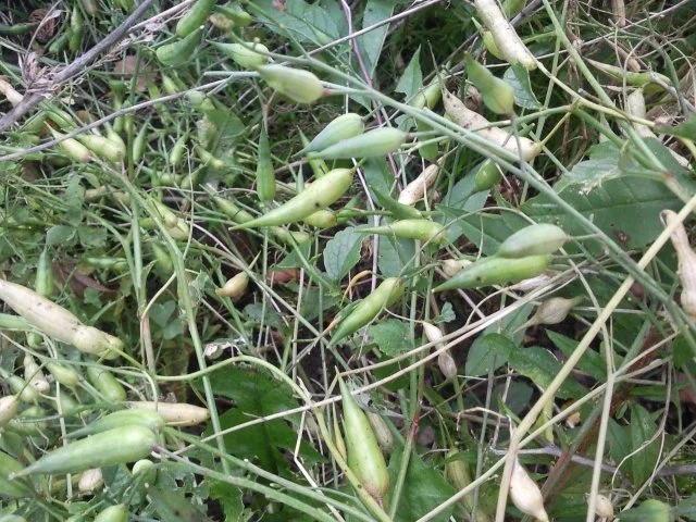 Gartenkresserührei - Rezept - Bild Nr. 2