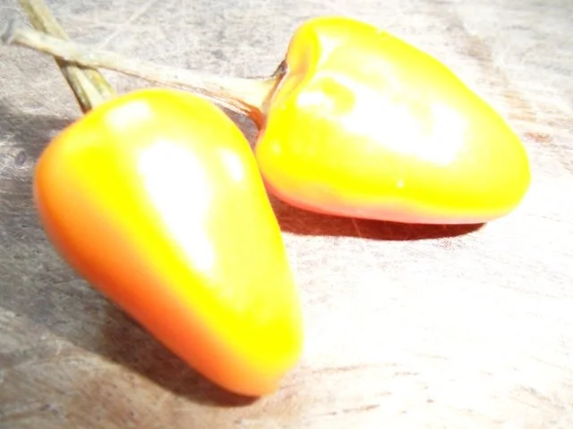 Scharfe Hackfleisch-Bolognese - Rezept - Bild Nr. 5