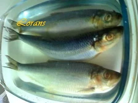 Rezept: -`❊´- Bismarckheringe in würziger Marinade -`❊´- Bild Nr. 3 -`❊´- Bismarckheringe in würziger Marinade -`❊´- - Rezept - Bild Nr. 3