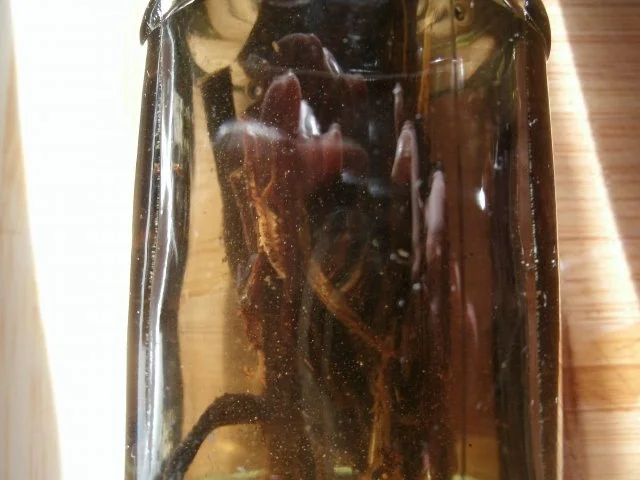 Rezept: Vanille- Essenz Bild Nr. 2 Vanille- Essenz - Rezept - Bild Nr. 2