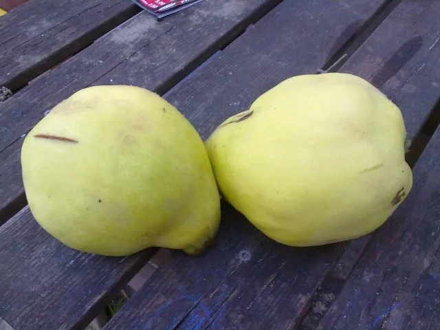 Quittenlikör - Rezept - Bild Nr. 3