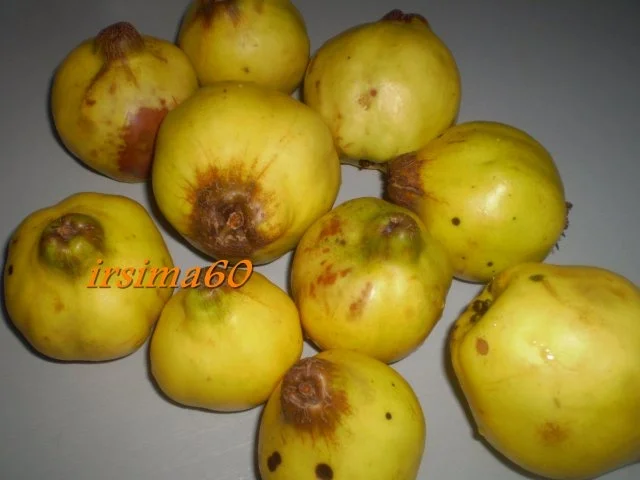 Quitten Gelee mit Ingwer - Rezept - Bild Nr. 3