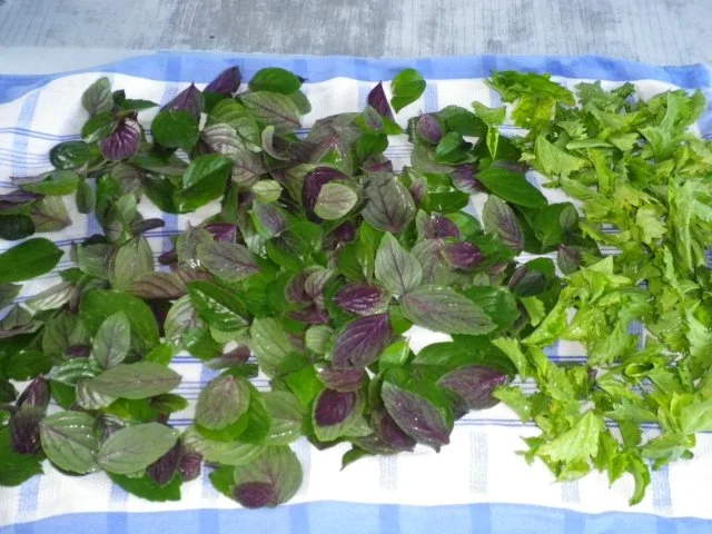 Pinienkern - Parmesan - Basilikum - Pesto - Rezept - Bild Nr. 3