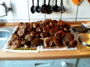 Waldpilzpfanne - Rezept