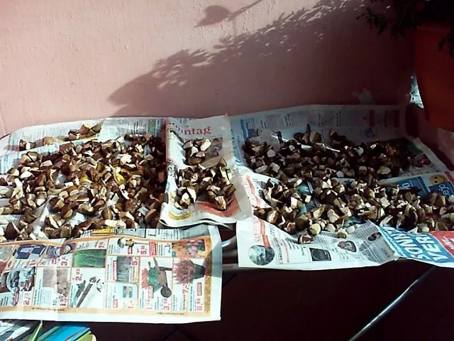 Waldpilzpfanne - Rezept - Bild Nr. 7