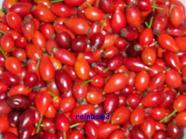 Einmachen: Hagebuttenmarmelade - Rezept