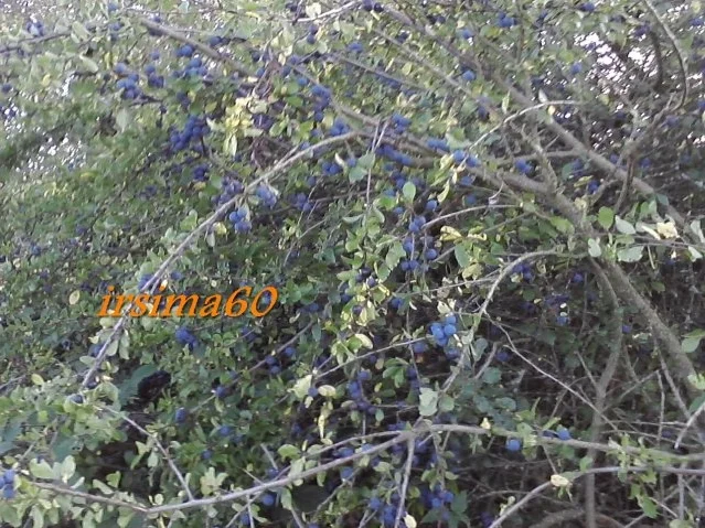 Schlehengelee mit Wodka - Rezept - Bild Nr. 3