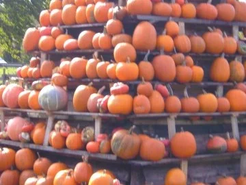 Kürbis-Eintopf..alles in einem Topf gekocht.... - Rezept - Bild Nr. 2