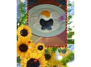 Dessert :  Sahnepudding mit Eierlikör - Mandarinen - Quarksoße - Rezept