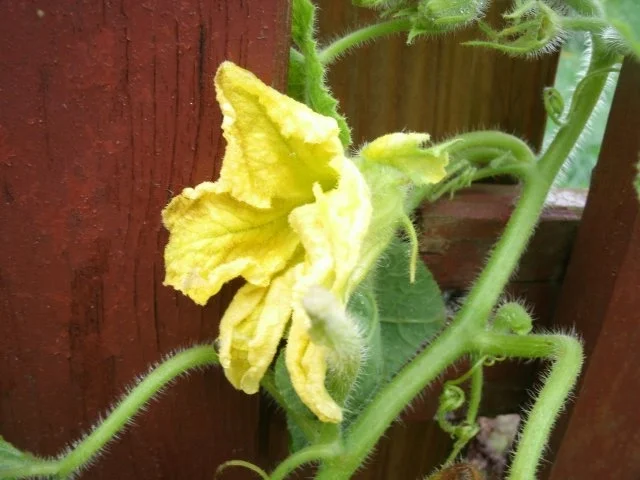 Frittierte Kürbisblüten - Rezept