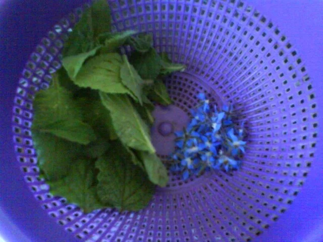 Rezept: Borretsch Essig Bild Nr. 3 Borretsch Essig - Rezept - Bild Nr. 3