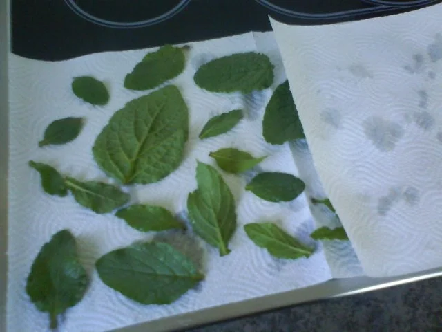 Rezept: Borretsch Essig Bild Nr. 4 Borretsch Essig - Rezept - Bild Nr. 4