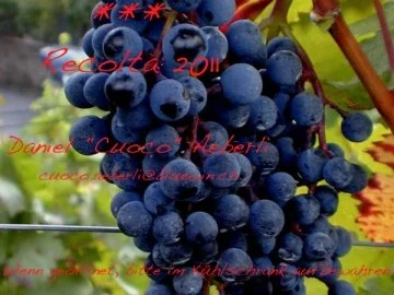 SCIROPPO DI UVA AMERICANA - Rezept