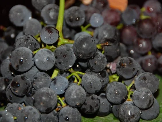 SCIROPPO DI UVA AMERICANA - Rezept - Bild Nr. 3