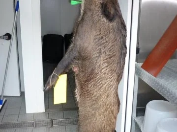 Wildschwein – Ragout......... - Rezept - Bild Nr. 6