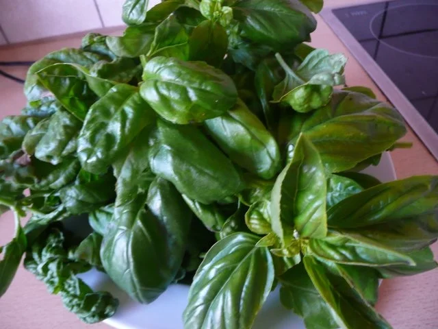 Basilikumpesto ohne Knoblauch (so hol ich mir den Sommer zurück) - Rezept - Bild Nr. 2