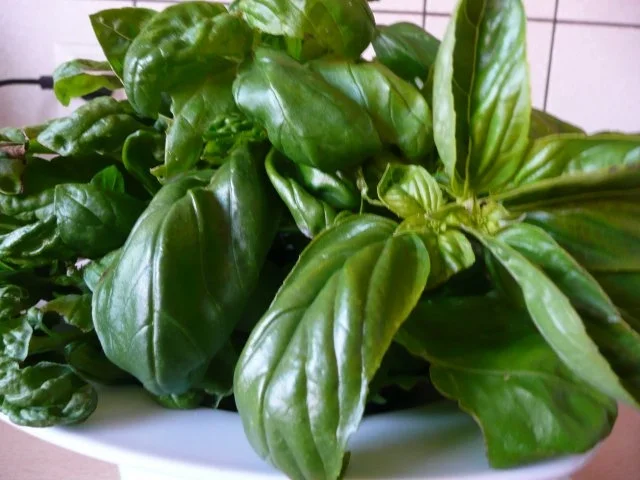 Basilikumpesto ohne Knoblauch (so hol ich mir den Sommer zurück) - Rezept - Bild Nr. 3