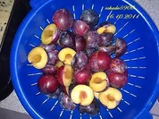 Backen: Bedeckter Pflaumenkuchen - Rezept