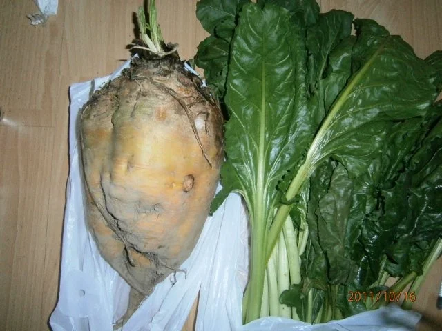 Rührei mit Zwiebeln und Futterrübenblättern - Rezept