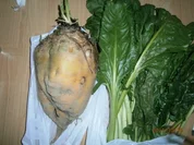 Rührei mit Zwiebeln und Futterrübenblättern - Rezept