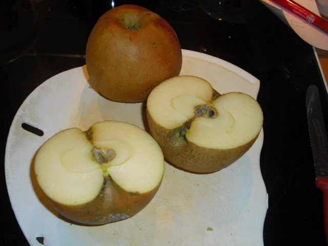 Rezept: Apfel-Eierlikör-Zwerg Bild Nr. 4 Apfel-Eierlikör-Zwerg - Rezept - Bild Nr. 4