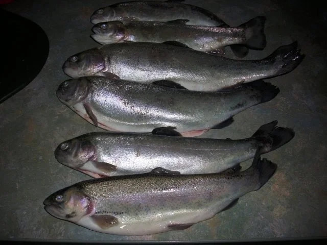 Forellen geräuchert - Rezept - Bild Nr. 2