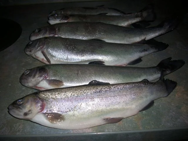 Forellen geräuchert - Rezept - Bild Nr. 3