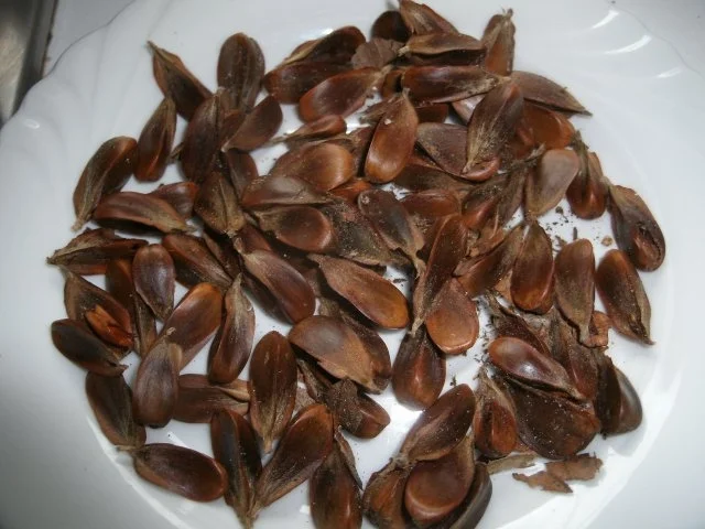 Rezept: Buchecker- Croutons Bild Nr. 2 Buchecker- Croutons - Rezept - Bild Nr. 2